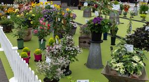 Range of new plants at BBC GWL 2025